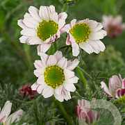 Anacyclus pyrethrum depressus GM P9