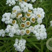 Anaphalis margaritacea yedoensis GM P9