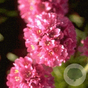 Armeria mar. 'Dusseldorfer Stolz' GM P9