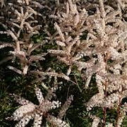 Aruncus aethusifolius 'Opulenz' GM P9