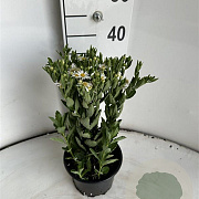 Aster ageratoides 'Starshine' GM 2,0L