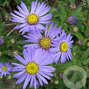 Aster amellus 'Gründer' GM P9