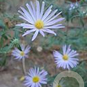 Aster azureus GM P9