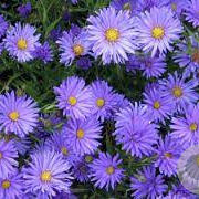 Aster 'Azuro' GM P9