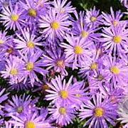 Aster 'Cotswold Gem' GM P9