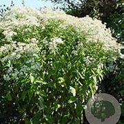 Aster glehnii 'Agleni' GM P9