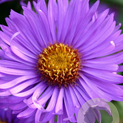 Aster n.-a. 'Barr's Blue' GM P9