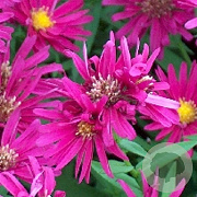 Aster n.-b. 'Winston Churchill' GM P9
