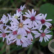 Aster spectabilis 'Ile de Montreal' GM P9