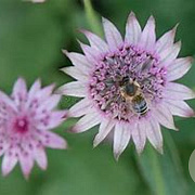 Astrantia maj. 'Pink Promise' GM P9