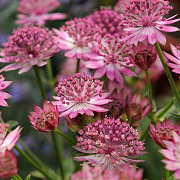 Astrantia maj. 'Roma' GM P9