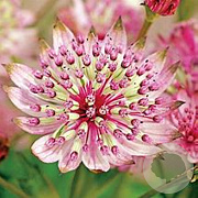 Astrantia maj. 'Sparkl.Stars Pink' GM P9