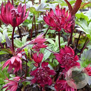 Astrantia 'Purple Happiness' GM P9