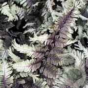 Athyrium niponicum 'Crested Surf' GM P9