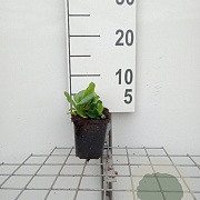 Bergenia cordifolia GM P9