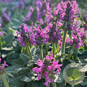 Stachys off. 'Ukkie' GM P9
