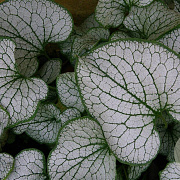 Brunnera macr. 'Silver Spear' GM P9