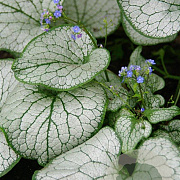 Brunnera macr. 'Silver Spear' GM P9
