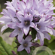Campanula glom. 'Emerald' GM P9