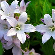 Campanula lact. 'Loddon Anna' GM P9