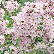 Campanula lact. 'Loddon Anna' GM P9