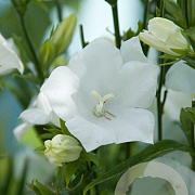Campanula pers. 'Alba' GM P9