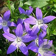 Campanula posch. 'Trollkind' GM P9