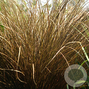 Carex comans Milk Chocolate 15-25 cm C1