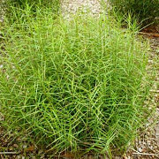 Carex musk. 'Little Midge' GM P9