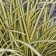 Carex oshim. 'Everoro' GM P9