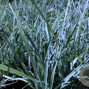 Carex panicea 'Pamira' GM P9
