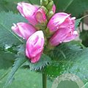 Chelone obliqua Pink Turtle GM P9