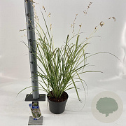 Chlorophytum saunders. 'Starlight' 40-45 cm 3,0L