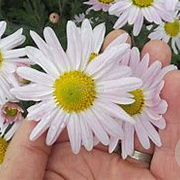 Chrysanthemum (I) 'L'Innocence' GM P9