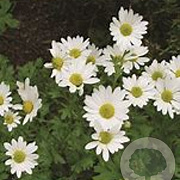 Chrysanthemum (I) 'Lichtkuppel' GM P9