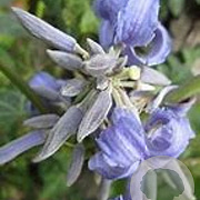 Clematis bonstedtii 'Crépuscule' GM P9
