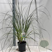 Cortaderia s. 'Evita' 50-60 cm 6,5L