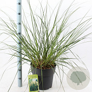 Cortaderia s. 'Pumila' 60-80 cm 12L