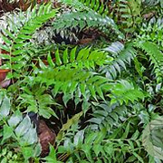 Cyrtomium macrophyllum GM P9