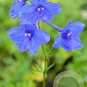 Delphinium (B) 'Atlantis' GM  P11