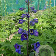 Delphinium (E) 'Delphi's Opaal' GM  P11