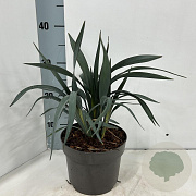 Dianella Blue Ripple 30-40 cm 3,0L