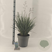 Dianella revoluta Coolvista 70-80 cm 12L