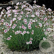 Dianthus delt. 'Arctic Fire' GM P9