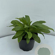 Digitalis grandiflora GM 2,0L