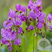 Dodecatheon meadia 'Aphrodite' GM P9