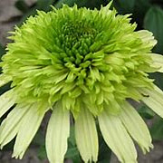 Echinacea 'Honeydew' GM P9
