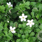 Ellisiophyllum pinnatum GM P9