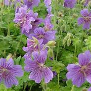 Geranium 'Alan Mayes' GM P9