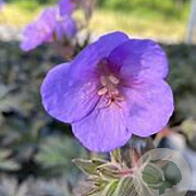 Geranium 'Boom Chocolatta' GM P9